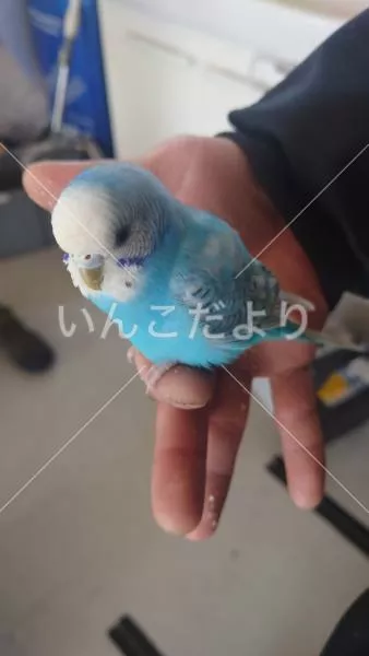 保護鳥の写真