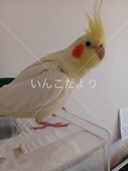 迷い鳥の写真