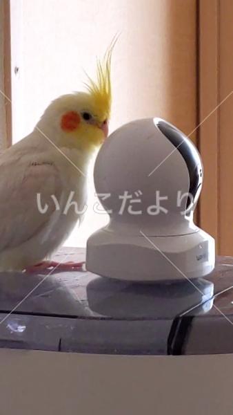迷い鳥の写真