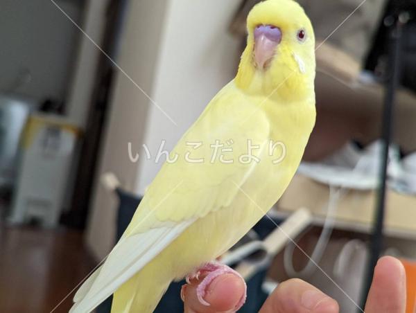 迷い鳥の写真