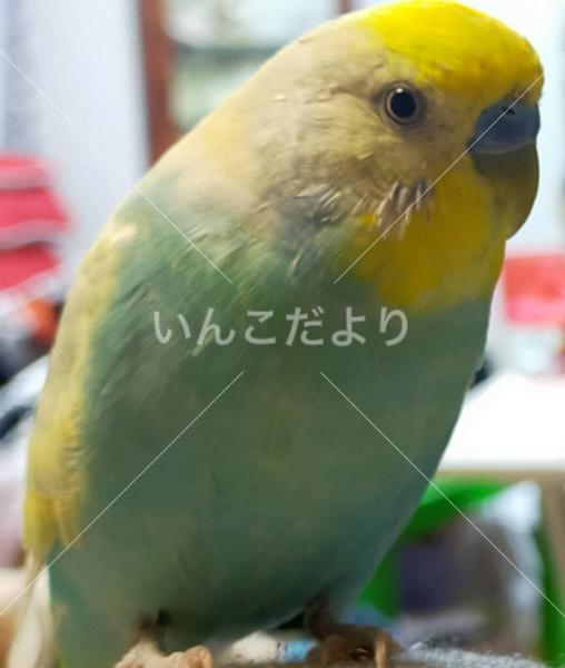 迷い鳥の写真