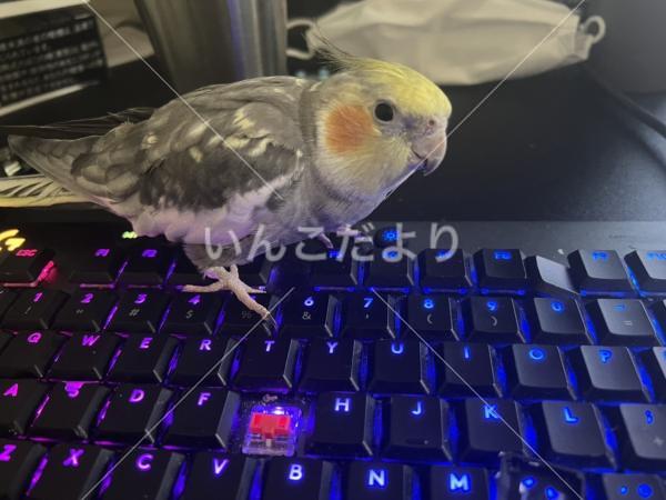 迷い鳥の写真