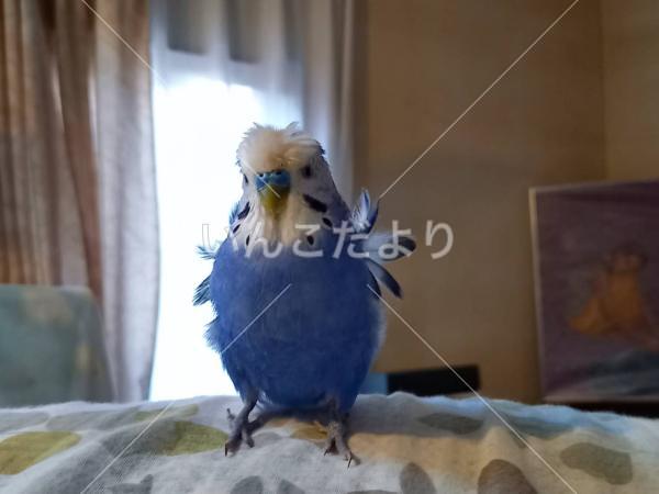 迷い鳥の写真