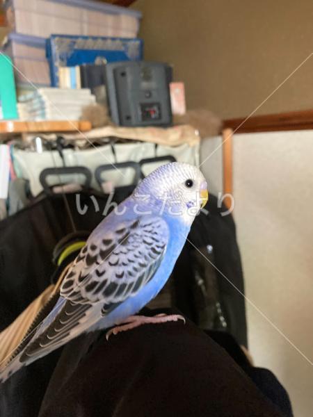 保護鳥の写真