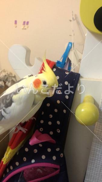 迷い鳥の写真