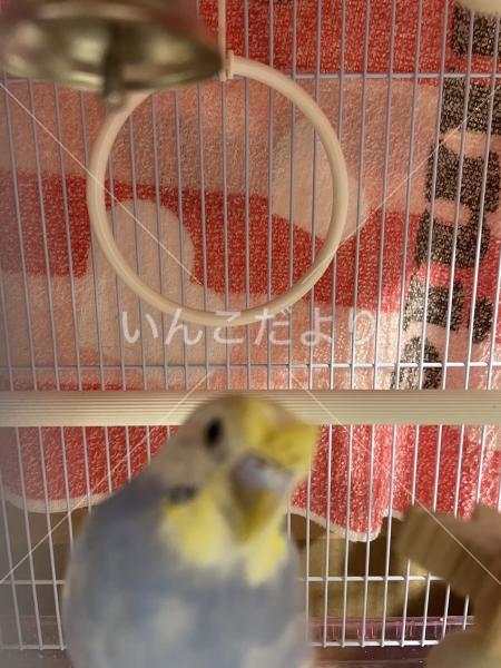 迷い鳥の写真