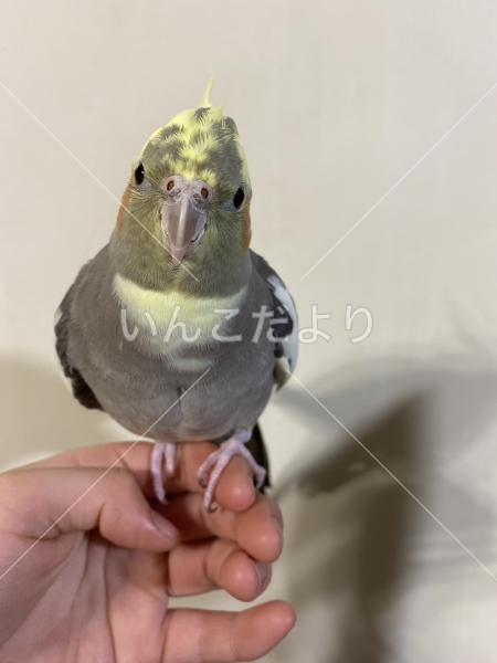 迷い鳥の写真