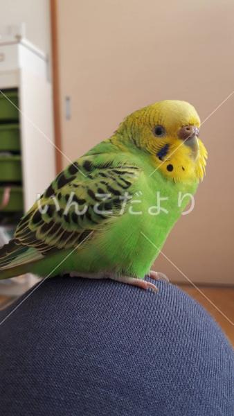 迷い鳥の写真