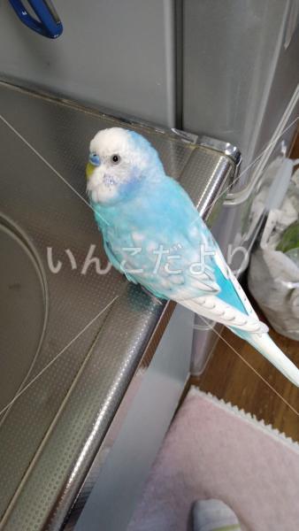 迷い鳥の写真