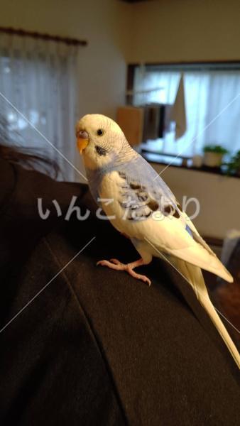 保護鳥の写真