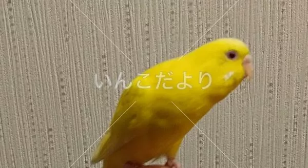 保護鳥の写真
