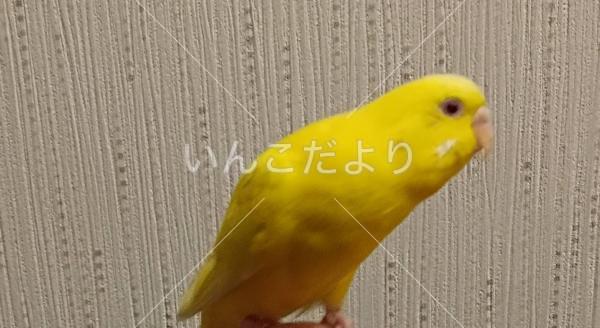 保護鳥の写真