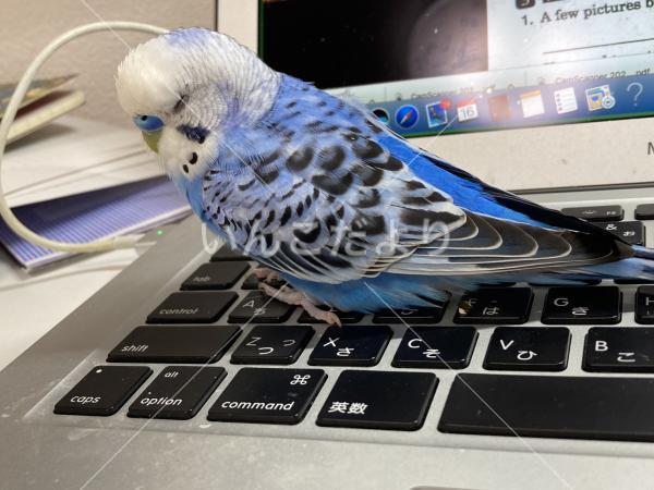 迷い鳥の写真