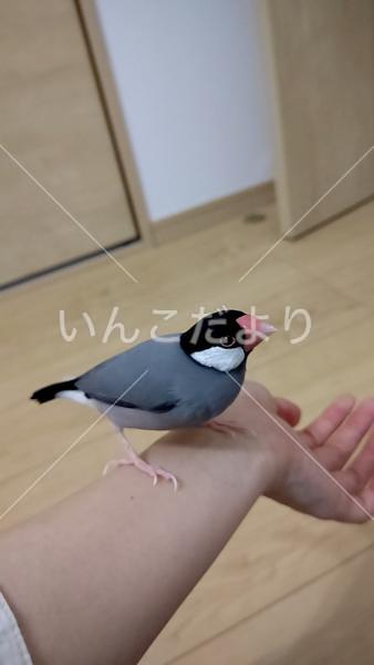 迷い鳥の写真
