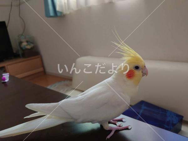 迷い鳥の写真