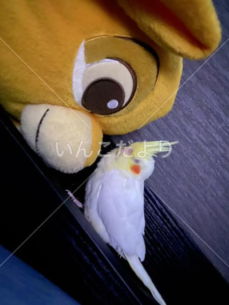 迷い鳥の写真
