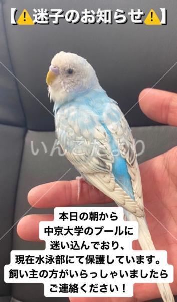 保護鳥の写真