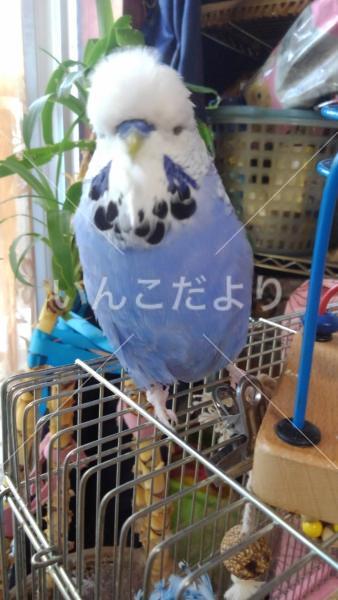 迷い鳥の写真
