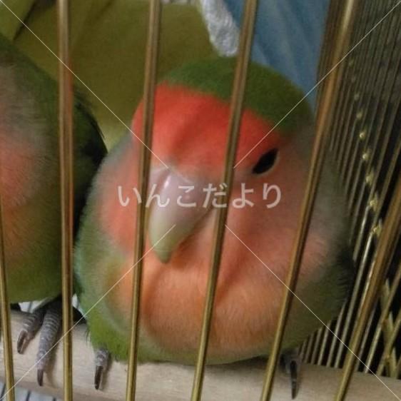 迷い鳥の写真