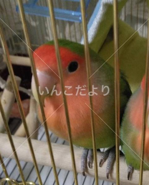 迷い鳥の写真
