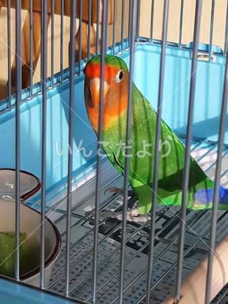 保護鳥の写真