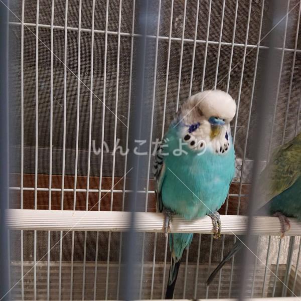 保護鳥の写真