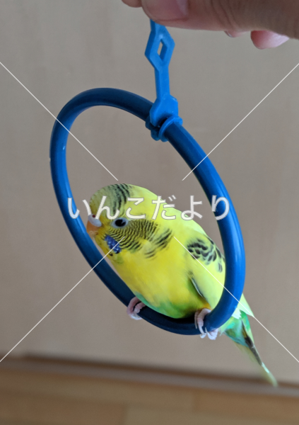 迷い鳥の写真