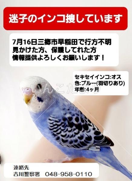 迷い鳥の写真
