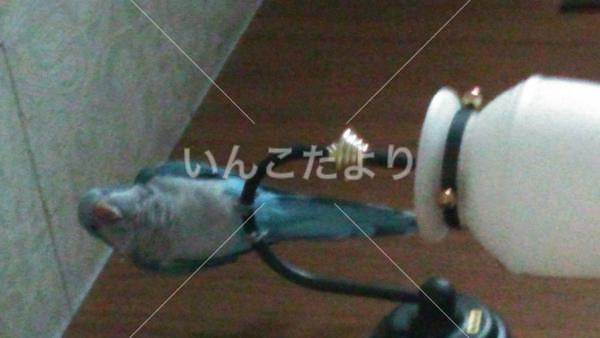 迷い鳥の写真