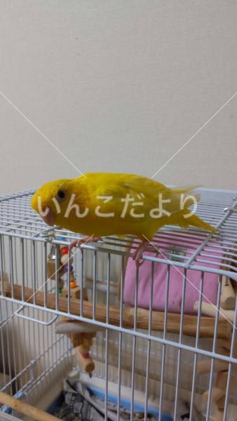 迷い鳥の写真