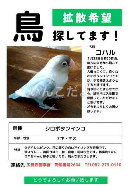 迷い鳥の写真