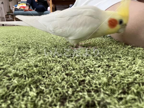 迷い鳥の写真