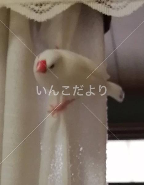 迷い鳥の写真