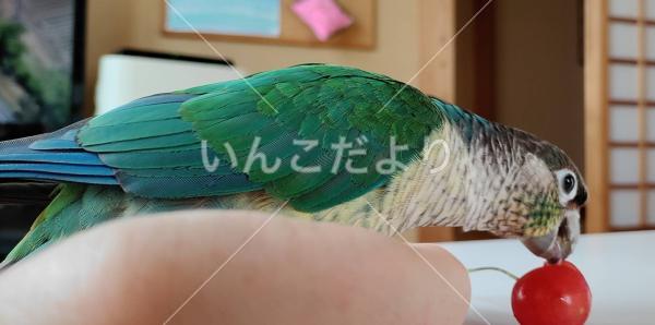 迷い鳥の写真