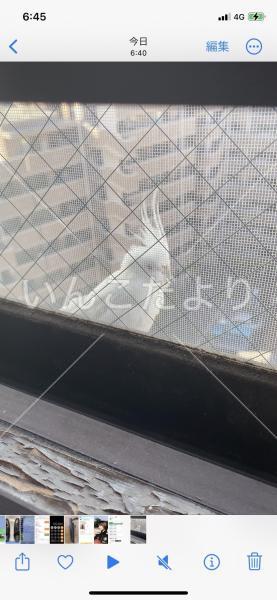 保護鳥の写真