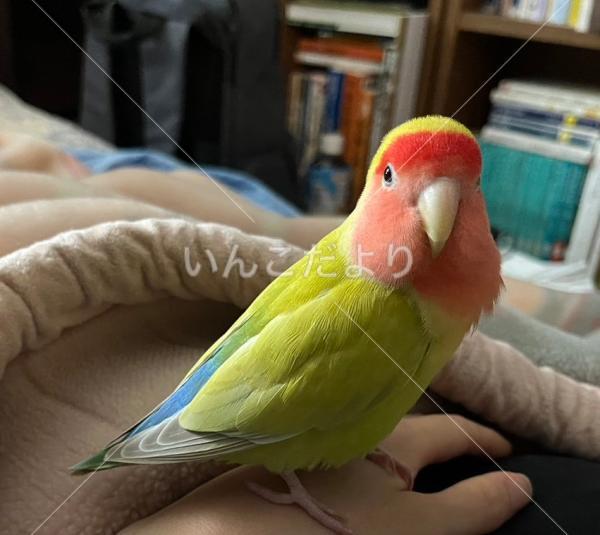 迷い鳥の写真