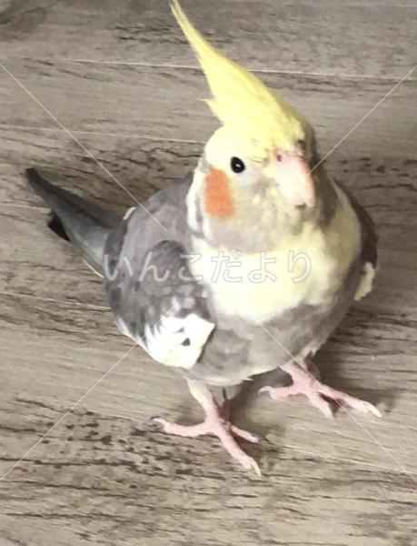 迷い鳥の写真