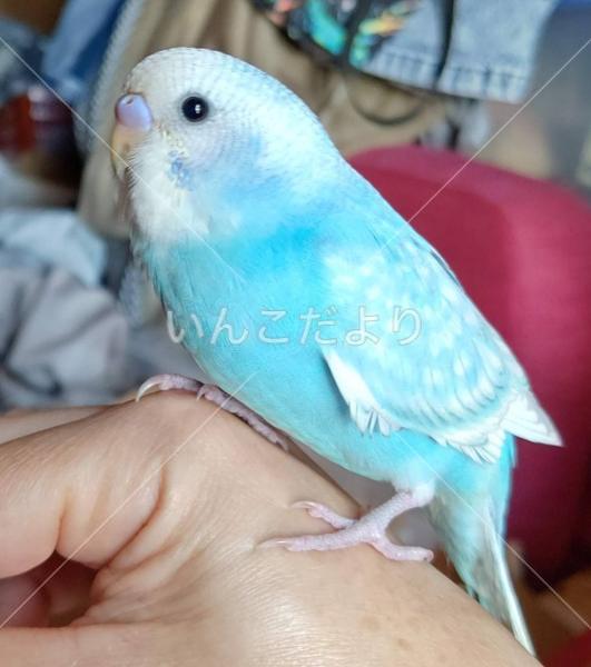 迷い鳥の写真