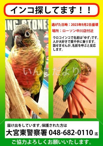 迷い鳥の写真