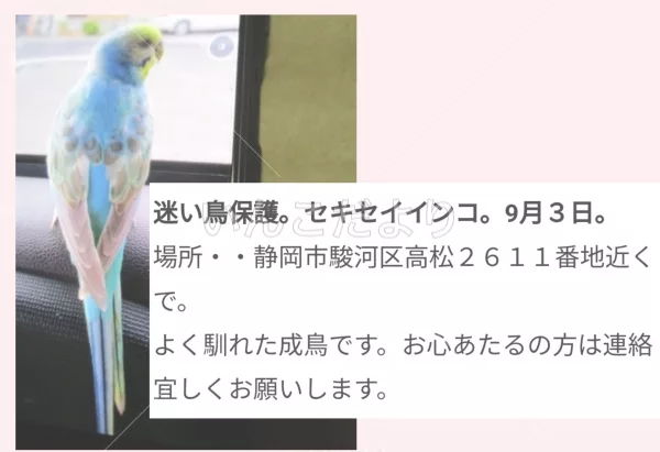 保護鳥の写真