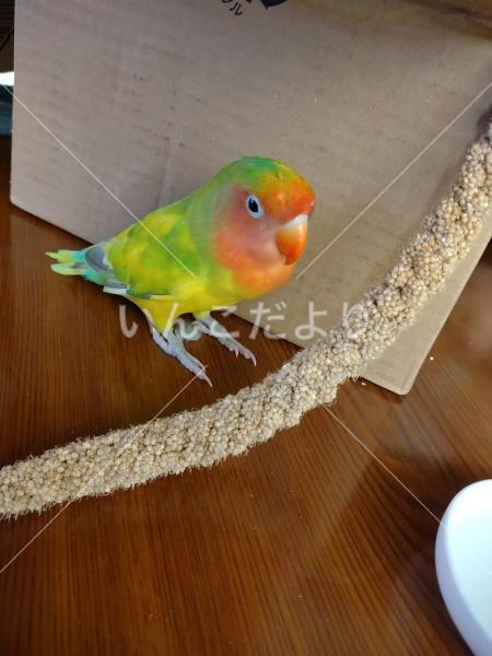 保護鳥の写真