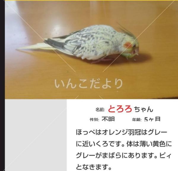 迷い鳥の写真