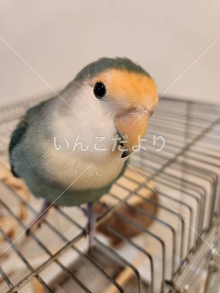 迷い鳥の写真