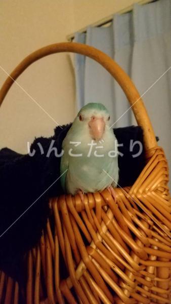 迷い鳥の写真