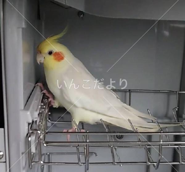 迷い鳥の写真