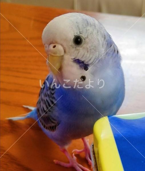 迷い鳥の写真
