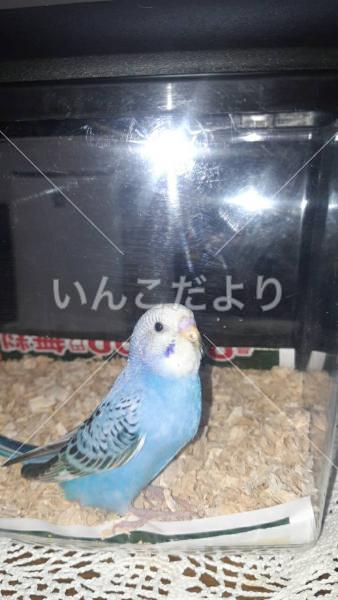 迷い鳥の写真