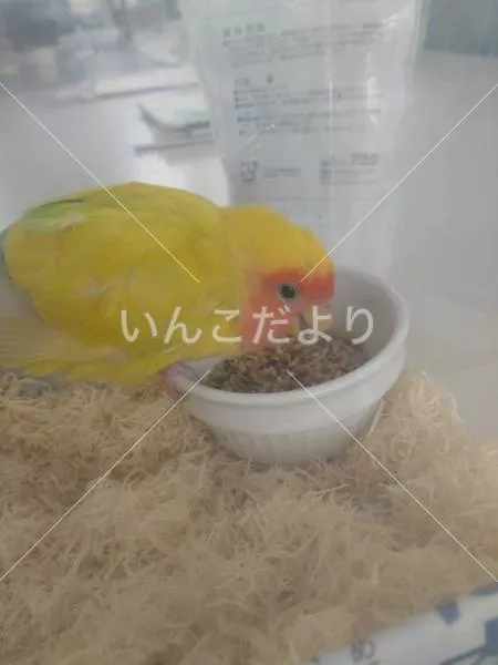 保護鳥の写真