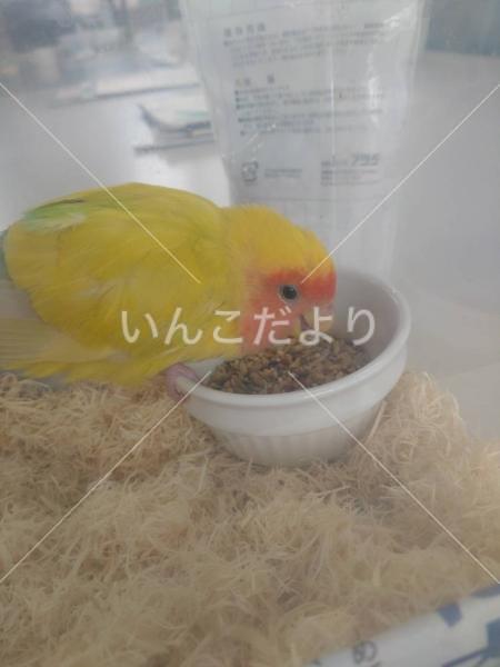 保護鳥の写真