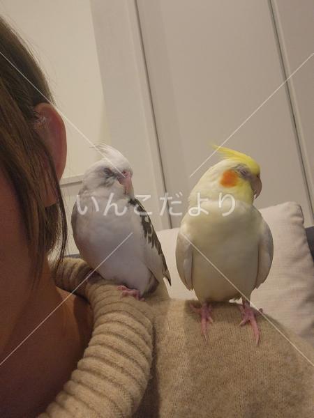 迷い鳥の写真